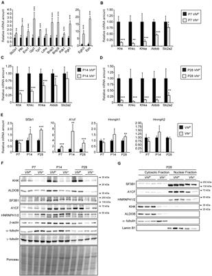 Peroxisome-Deficiency and HIF-2α Signaling Are Negative Regulators of Ketohexokinase Expression